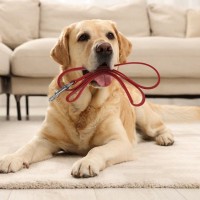 『散歩に行きたがっている犬』がみせるサイン5選　執拗にアピールしてくる場合の適切な対応まで