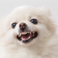 犬がワガママになる『絶対NG行為』4選　指示を聞かなくなってしまう間違ったトレーニングまで