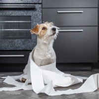 犬が『ウンチ』を隠そうとする5つの理由　主な心理や飼い主がやってはいけない対応まで