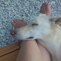 犬が『足の上に乗ってくる』心理6選　可愛い行動の裏にある本当の理由とは？