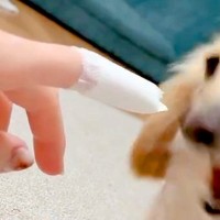 指に貼った『絆創膏』を噛もうとする犬→『ケガをしている』と察して…欲望と優しさの中で葛藤する光景が202万表示「いい子すぎ」「可愛い」