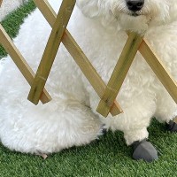 庭で作業するため『バリケード』を設置した結果→犬が様子を見に来て…AIのバグのような『まさかの顔面』に爆笑「処理ミスｗ」「刺さってて草」