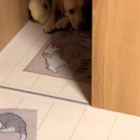 深夜、明日の遠足が楽しみすぎて『玄関で待機する大型犬』→『今日じゃないよ』と伝えた結果…子供のような光景が26万再生「涙出た」「尊い…」