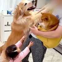 豆柴を抱っこしていたら、1歳の女の子と大型犬が『羨ましい』と訴えて…可愛すぎる『赤ちゃん返りの瞬間』が10万再生「なんて平和な家族…」