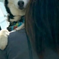 1年ぶりに『苦手な階段』に来たハスキー犬→『久々だし上れるかも』と思ったら…見た目と真逆な『まさかの光景』が34万再生「永遠の赤ちゃん」
