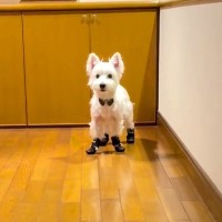 初めて『靴』を履いた犬→動かないので『こっちまでおいで』と呼んだ結果…思わず笑う『歩き方』が224万再生「ぎこちなｗ」「タップダンサー」