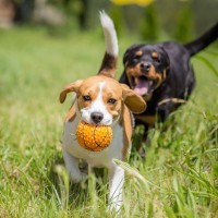 「２頭目の犬を迎えても大丈夫？」獣医師が診療現場で感じる"ワンコを多頭飼育するメリット"