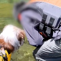 キャンプ場で『川に魚がいるか』を見ていたら、犬も寄ってきて…人間の子どものような『可愛すぎる光景』が10万再生「小学生みたいｗ」「仲良し」