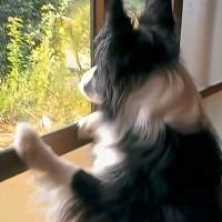 4日間、家を留守にした結果→帰宅後に犬が『文句』を言ってきて…まるで『彼女のような光景』が83万再生「嬉しいくせにｗ」「愛されてる」