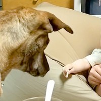 初めて赤ちゃんに近づいた『元猟犬』→『大丈夫かな』と心配していたら…愛を感じる『尊い成長記録』が63万再生「なんて優しい瞳」「素敵すぎ」