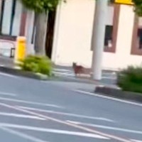 10ヶ月間、東京で放浪する『元野犬』→足を引きずり、ひとりぼっちで…壮絶な保護の記録と『現在』に感動「ここまでできる人いない」「幸せに」