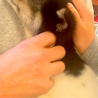 『犬を飼うのだけはダメ』と大反対していた父→保護犬を抱っこした瞬間に…『素敵すぎる展開』が14万再生「マジで尊い」「いい父ちゃん」と感動