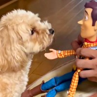 トイストーリーのウッディで、犬に『お手』させてみた結果→『ちっちゃい人間だ』と勘違いして…まさかの光景が18万再生「尊すぎる」「国宝級」