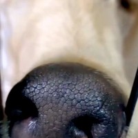『美しく、高貴な犬』と言われるアフガンハウンド→実際に飼ってみると…想像を違いすぎる『衝撃の寝顔』が29万再生「白目で草」「爆笑ｗｗ」