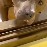 お風呂場におもちゃを入れてしまった犬→なぜか自分で動かずに…人間味がすごい『訴えの表情』が228万再生「表情豊かｗ」「めっちゃ伝わった」