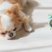 犬にとって負担となる『絶対NG行為』５選　愛犬に苦痛を与える飼い主の生活習慣とは？