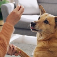 犬を散歩に連れていけないときの『遊び方』５選　室内で運動不足を解消する方法とは？