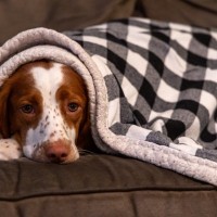 『睡眠不足』の犬がみせるサイン５選　愛犬が安眠できない環境とは？改善策まで