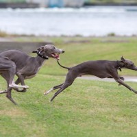 『運動がたくさん必要な小型犬』とは？アクティブに体を動かしたがる犬種をご紹介