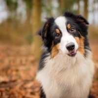 犬を『賢く育てる』4つの方法　知性と絆を育むためのトレーニングのコツまでご紹介