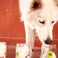 犬は人間が『糖尿病』かどうかを判断することができる？患者の命を救うかもしれないスキルとは