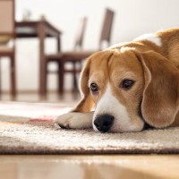 『我慢してしまう犬』の共通点3つ　あなたの愛犬は日頃から無理をしているのかも…