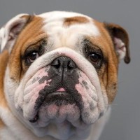 『寿命が短い』といわれている犬種５選　短命になる主な理由や健康寿命を延ばす秘訣まで