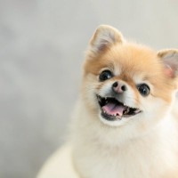 犬の『ストレススマイル』ってなに？無理して笑っているのかも…注意すべきサインを見極めるコツまで