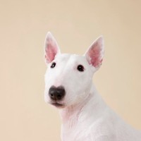 大人気な『ブサカワ』犬種５選　個性的な顔立ちをしているワンコの魅力とは？