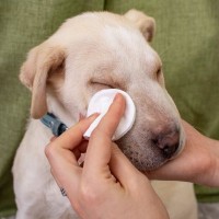 犬の涙やけが悪化する『タブー行為』５選　放置してはいけない理由や逆効果となるケアの仕方まで