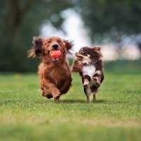『負けず嫌いな犬』の特徴５選　強気なワンコがみせる行動とは？考えられるトラブルまで