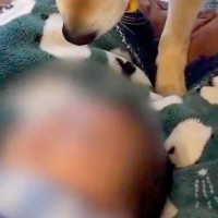 生後2ヶ月の赤ちゃん→なぜか犬が『おもちゃ』を持ち、そーっと近づいて…尊すぎる『まさかの行動』に2万いいね「優しい」「早く遊びたいね」