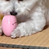 『絶対に取られたくない』おもちゃを離さない犬→顔を見てみると…あまりにも悪すぎる『衝撃の表情』に1万いいね「ヤバすぎて草」「好きｗｗ」