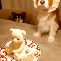 カチューシャを被った犬に『美味しそうなケーキ』を出してみた結果…「目バッキバキｗｗ」「本気で草」わかりやす過ぎる『表情』に爆笑続々