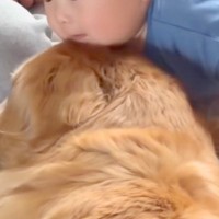 赤ちゃんに向かって『大型犬がゴロンと寝転がった』次の瞬間…驚きと喜びが混ざった『100点の表情』が73万再生「なんか泣けた」「可愛すぎ」