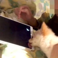 ゲームをする男性に『構ってほしい』と邪魔をする犬→絶対に集中できない『微笑ましい攻防戦』に反響「好き好き攻撃スゴいｗ」「嬉しさ隠せてない」