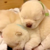 生後15日の『目が開いたばかりの犬』→外の世界に興味が湧いて…『脱走を企てる光景』が可愛すぎると悶絶「最高の癒し」「先が思いやられるｗ」