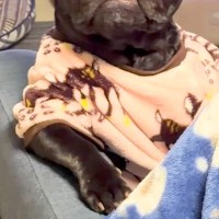 ふと『ソファでくつろぐ犬』を撮影した結果→貫禄がありすぎる『まさかの姿勢』に爆笑「葉巻とか持ってそうで草」「中に人間入ってる？ｗ」