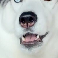 『車でお出かけ』と勘違いしている大型犬→行き先が『病院』と気付いた途端に…まさかの『表情と焦り方』に2万いいね「お喋りしてる」「声がｗ」