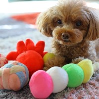 犬が好む『おもちゃ』の共通点とは？楽しく遊んでもらうためにできることや注意すべき玩具の特徴まで