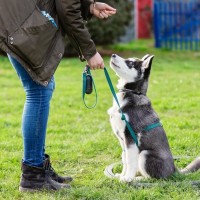 『しつけが難しい』犬種５選　飼いにくいといわれている理由や効果的なコマンドの教え方まで