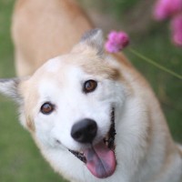 犬は自分の『名前』を理解している？学習させる方法や名前を呼んではいけないタイミングまで