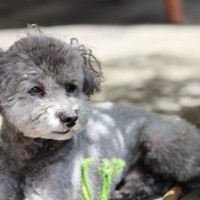 犬が『たそがれている』ときの心理3つ　ぼーっとしているけど大丈夫？飼い主がすべきことまで