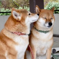 犬同士がみせる『愛情表現』とは？相性がいいワンコに対する態度や注意点まで解説