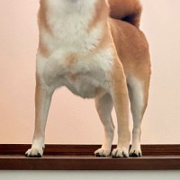 ふと『階段にいる犬』を撮影した結果→頭に光が差し込み…まさかの『神々しい光景』に絶賛「只者ではないオーラ…」「高貴な方の生まれかわり」
