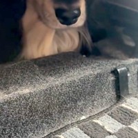犬の爪を切るため、車で病院へ→到着した瞬間に怖がってしまい…思わず逃げた『まさかの場所』に反響「絶対に行かないワン」「可愛すぎるｗ」