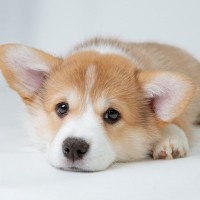 【獣医師執筆】犬のジアルジア症｜原因や症状から治療法まで解説