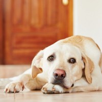 【獣医師執筆】犬のてんかん｜原因や症状から治療法まで解説