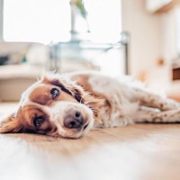 【獣医師執筆】犬の膵炎｜原因や症状から治療法まで解説