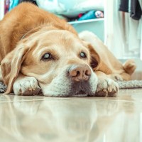 【獣医師執筆】犬の白内障｜原因や症状から治療法まで解説